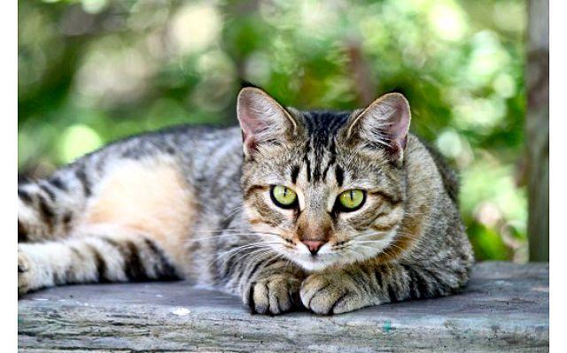 Американская короткошерстная кошка на улице