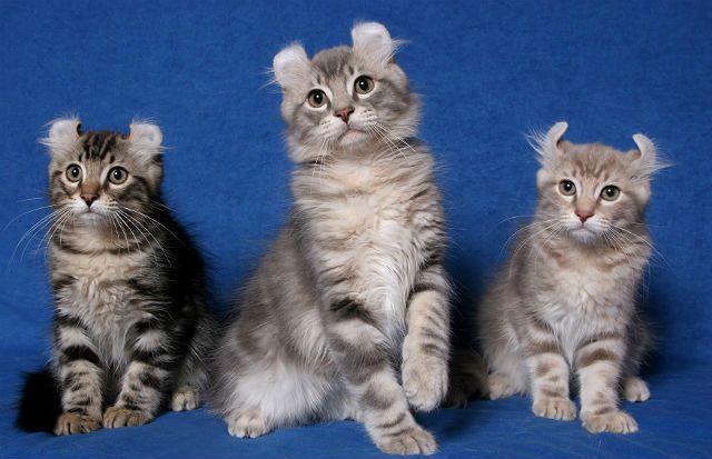 Американский керл - котята