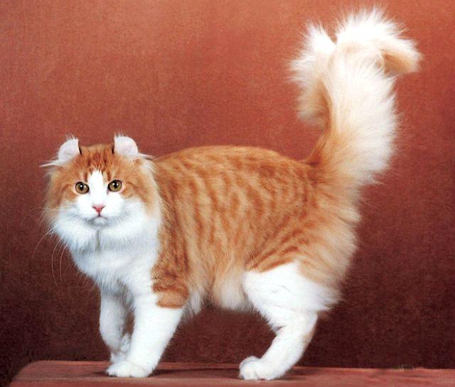 Американский керл рыжего окраса