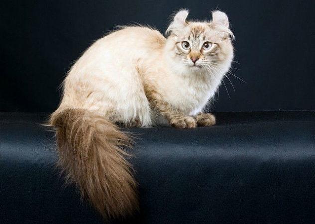 Американский керл - стандарт экстерьера