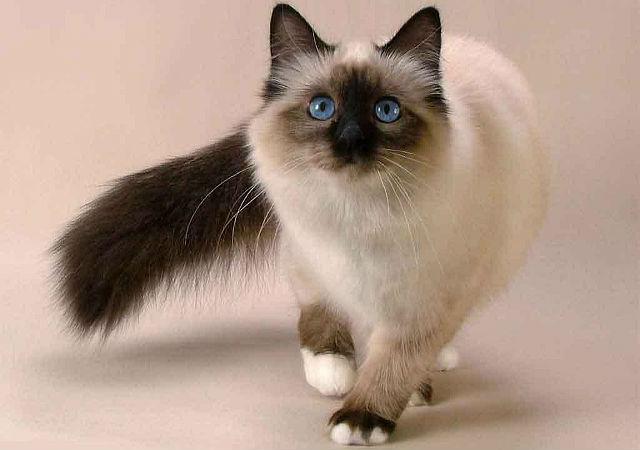 Балинезийская кошка - внешний вид