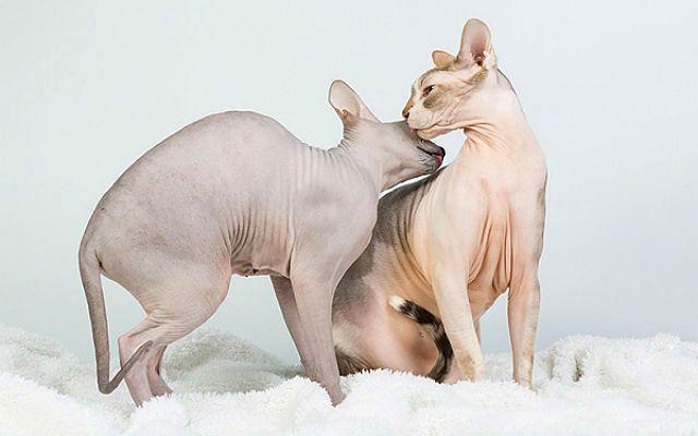 Дон и канадский сфинкс – различия