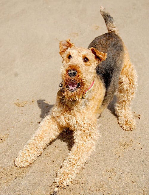 Эрдельтерьер - дрессировка