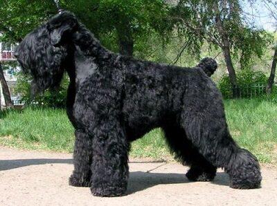 Черный терьер во всей своей красе