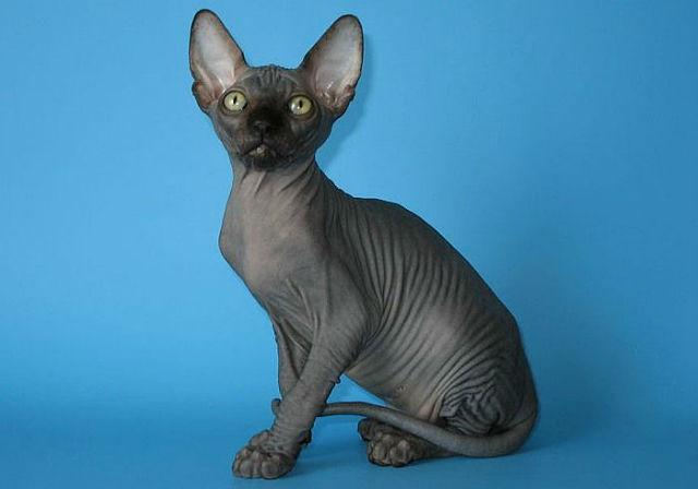 Сфинкс кошка