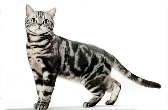 Американская короткошерстная - красивая порода кошки