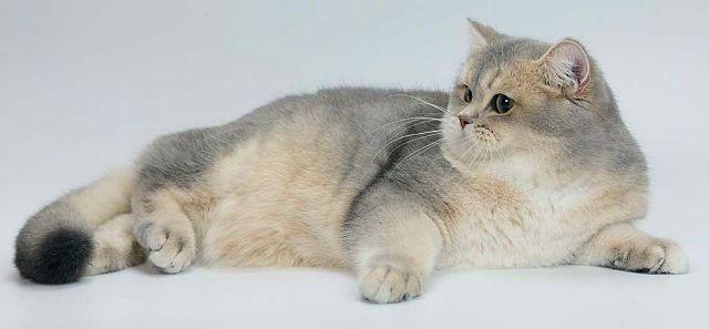 Шиншилла кошка