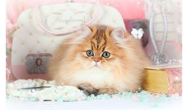 Персидская золотая шиншилла