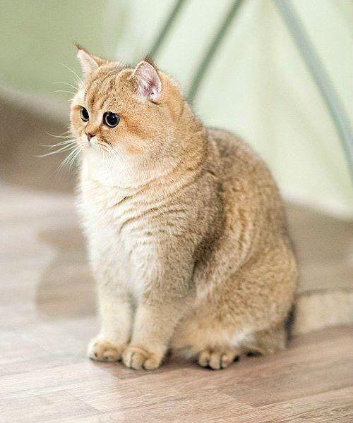 Золотая шиншилла сидит на полу