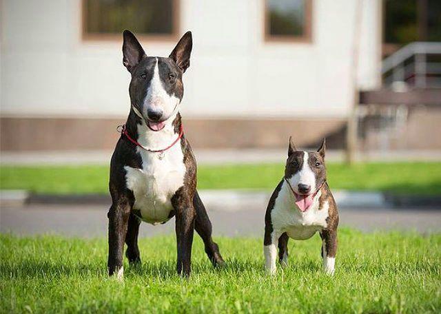 Миниатюрный бультерьер - сравнение со стандартом