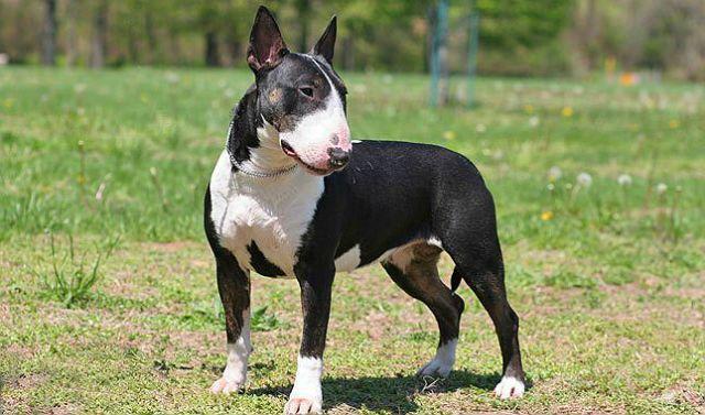 Миниатюрный бультерьер - стандарт внешности