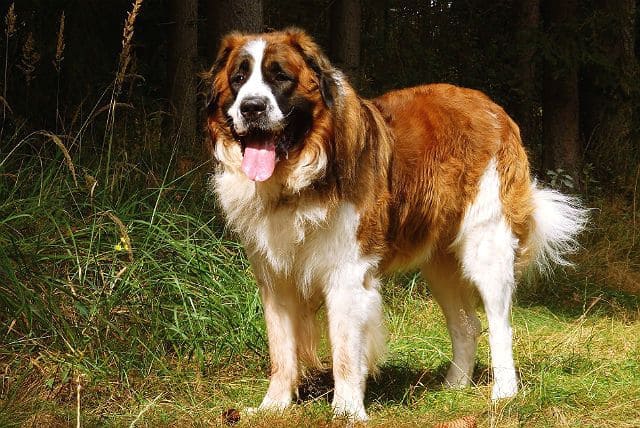 Московская сторожевая