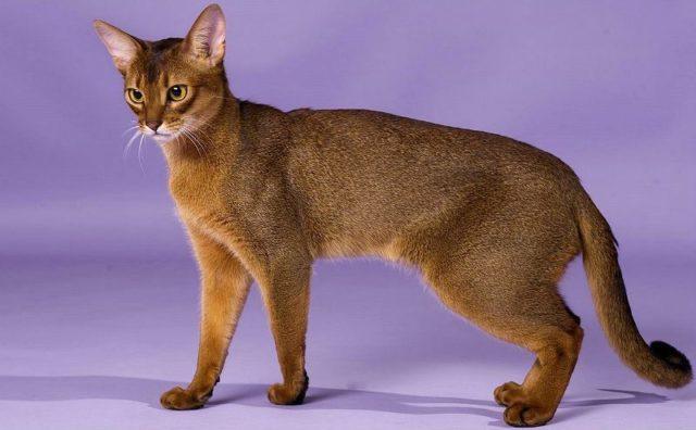 Окрасы абиссинских кошек - основная картинка
