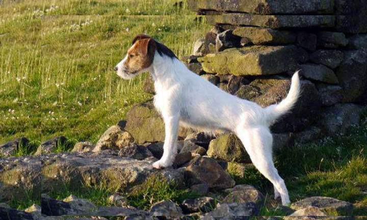 Парсон рассел терьер главные отличия от старшего брата джек рассел терьра- Обзор +Видео