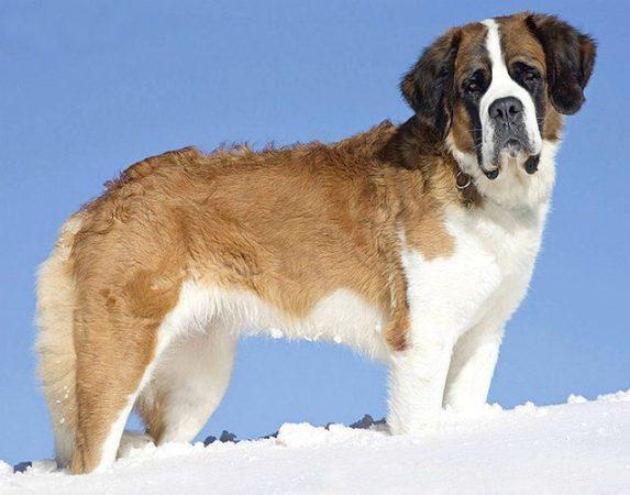 Сенбернар на зимней прогулке