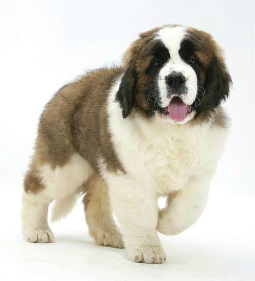 Сенбернар - выбор щенка
