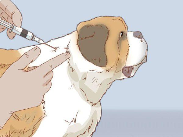 Сенбернар - вакцинация