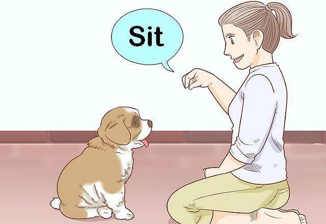 Сенбернар - дрессировка