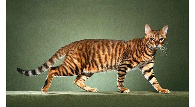 Тигровый полосатый кот Тойгер