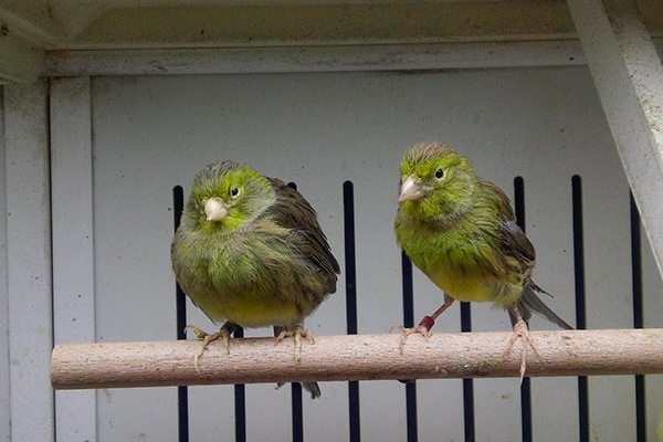 Зеленые канарейки