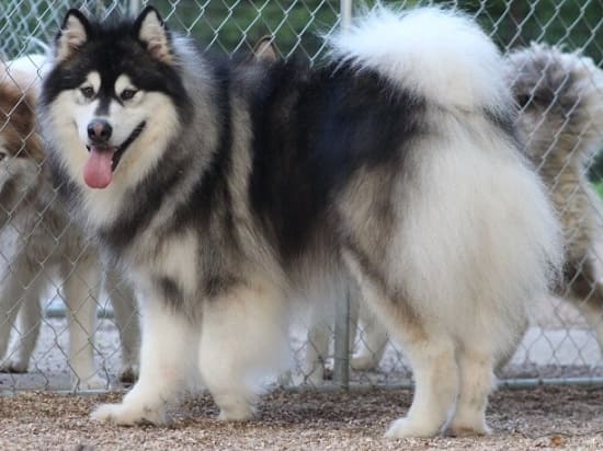 Аляскинский маламут Аляскинский маламут