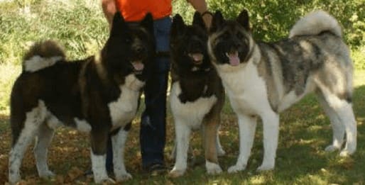 Американская Акита Американская Акита