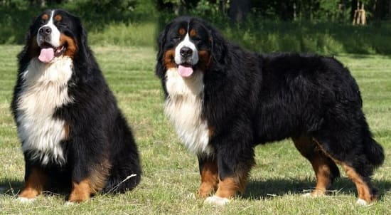 Бернские зенненхунды Бернские зенненхунды