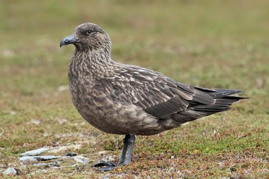 Какая птица ныряет глубже