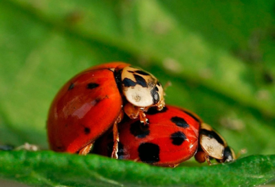 Интересные факты о божьей коровке: разновидности, среда обитания, образ жизни