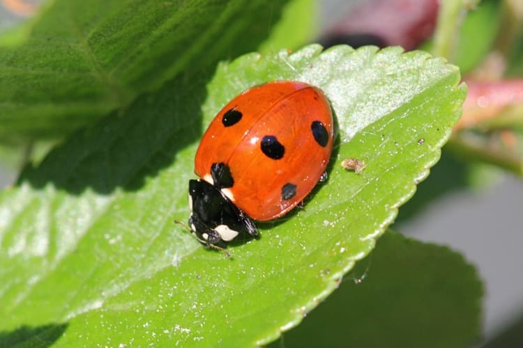 Интересные факты о божьей коровке: разновидности, среда обитания, образ жизни