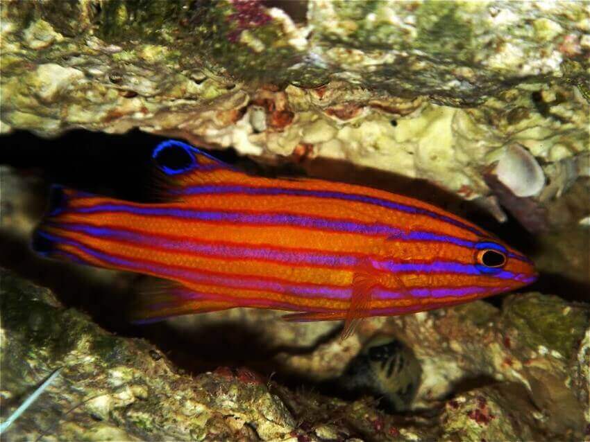 Красивые аквариумные рыбки: фото, самые лучшие в аквариуме, яркие, интересные, пресноводные