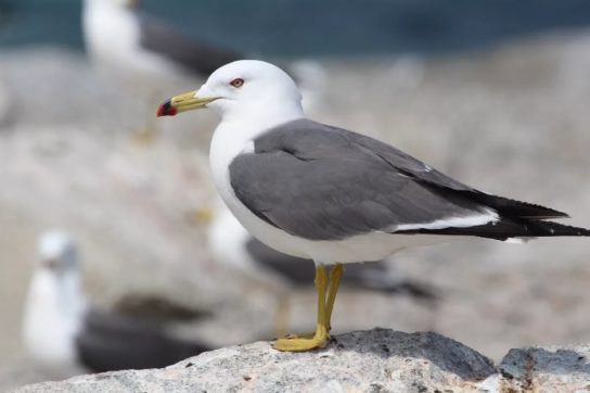 Какая птица ныряет глубже