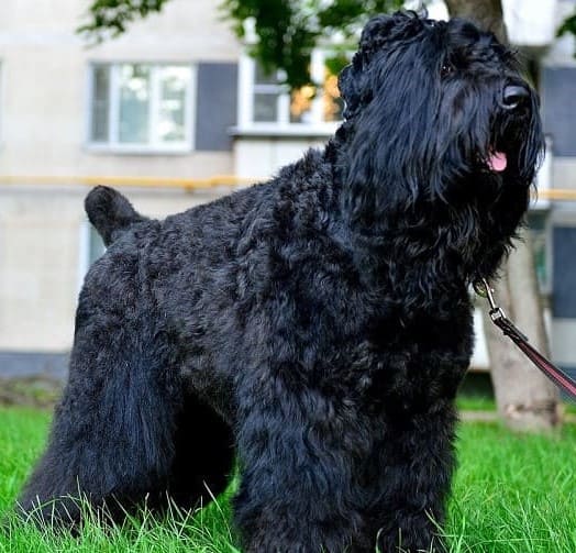 Русский черный терьер Русский черный терьер