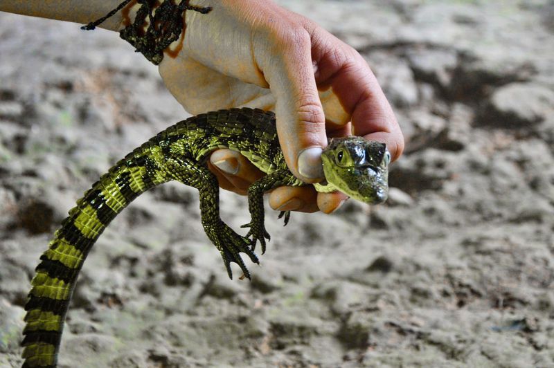 Детеныш крокодила