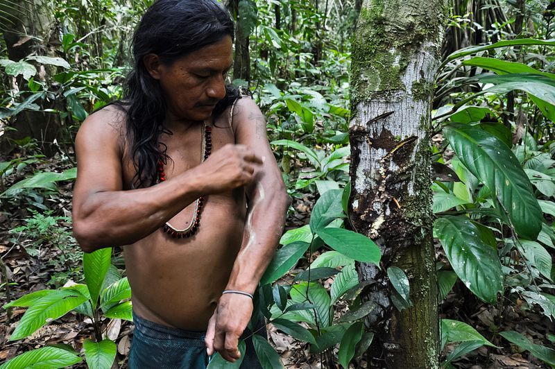 Индеец наносит на кожу традиционный узор натуральной краской растения