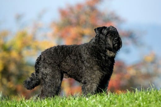 Бувье Фландрии Бувье Фландрии