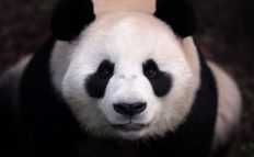 Большая панда, или бамбуковый медведь, или гигантская панда
