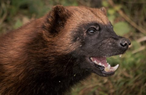 Росомаха Фото, видео, описание, образ жизни, ареал, корм