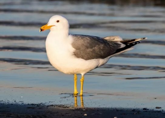 Какая птица ныряет глубже