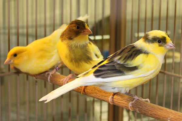 канарейки в клетке