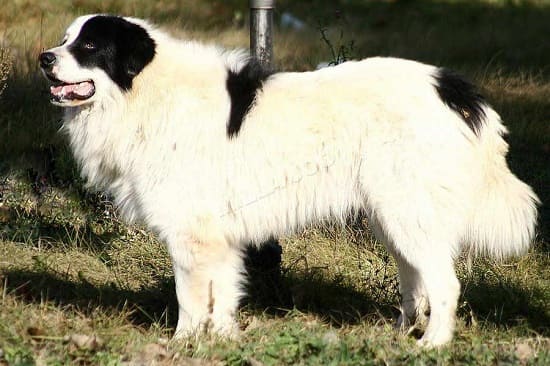 Каракачанская пастушья собака Каракачанская пастушья собака