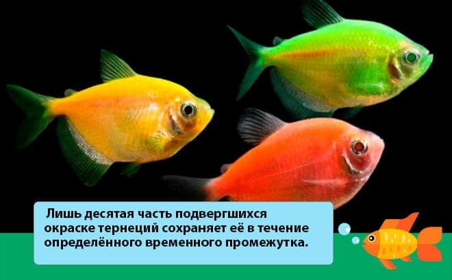 Тернеция Карамелька: содержание и уход за цветной аквариумной рыбкой, описание, особенности размножения, нужен ли им компрессор и как отличить от Глофиш