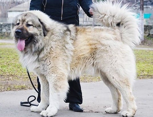 Кавказская овчарка Кавказская овчарка