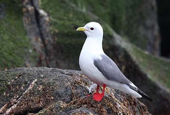 Какая птица ныряет глубже