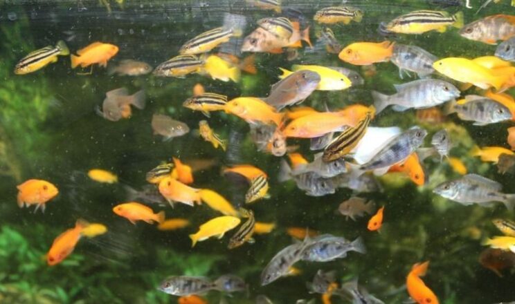 Тернеция Карамелька: содержание и уход за цветной аквариумной рыбкой, описание, особенности размножения, нужен ли им компрессор и как отличить от Глофиш