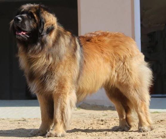 Леонбергер Леонбергер