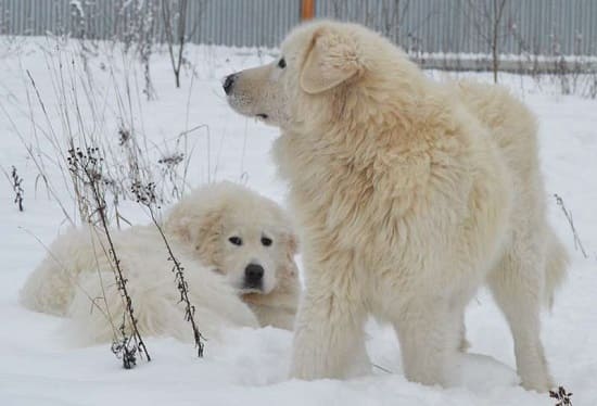 Мареммо-Абруцкие пастушьи собаки Мареммо-Абруцкие пастушьи собаки