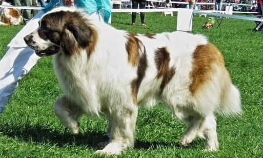 Московский сторожевой пес Московский сторожевой пес