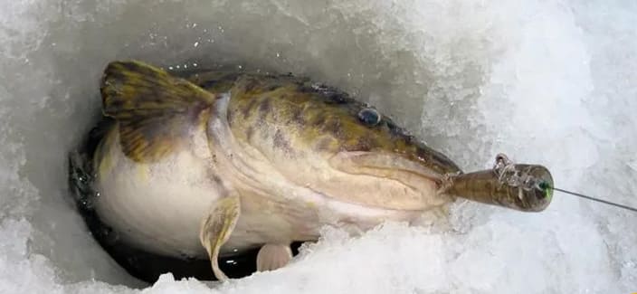 Ловля налима зимой. Снасти, наживка, время ловли