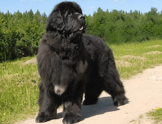 Ньюфаундленд черного окраса Ньюфаундленд черного окраса
